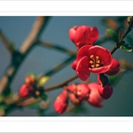 *** Jarní pozdrav ***