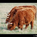 Skotský náhorní skot (Bos primigenius)