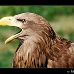 Orel mořský (Haliaeetus albicilla)