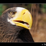 Orel mořský (Haliaeetus albicilla) II