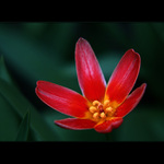 ***ODHALENÉ NITRO***