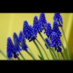 ***MODRÉ HROZÍNKY***