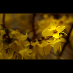 ***ZLATÝ DÉŠŤ***