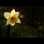 ***SLUNEČNÝ NARCIS***