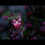 ***ZASNĚNÁ III.***