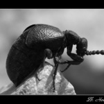 poníženě prosím ...