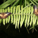 Duo
