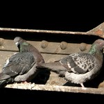 Bydlení na starém mostě