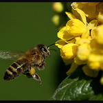 Fčelka u žluté kytky....:-)