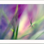 Když mláďata odlétají