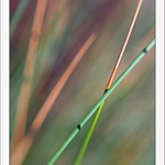 Barevné křížení