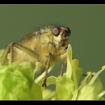 ** Dnes mám slinu **