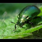 ** V plném lesku **