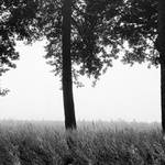 Duby před slunečnicovým polem