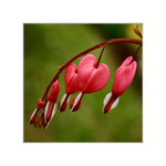 ...srdeční záležitost...