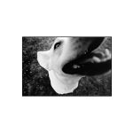 Ähreköpfer nr. zwo