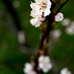 ...konečně jaro...