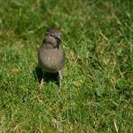 ...tenhle chodí pěšky...