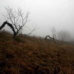 ...dvojčata v mlze...