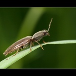 ... Kovařík narudlý... (Athous haemorrhoidalis)