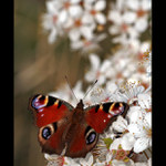 Babočka Paví oko II.