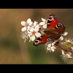 Babočka Paví oko III.