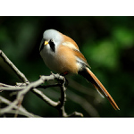 = Sýkoříce vousatá =