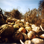 Zmar