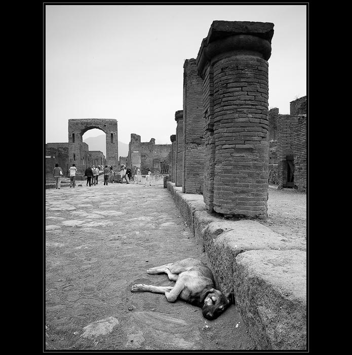 Psí život v Pompejích