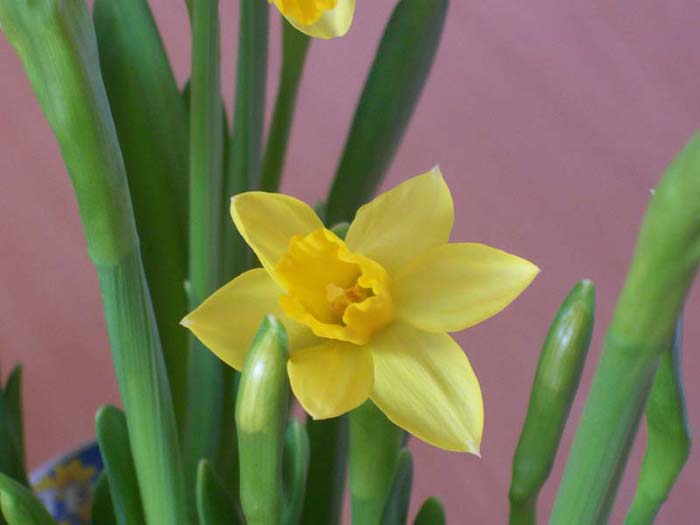 Narcis