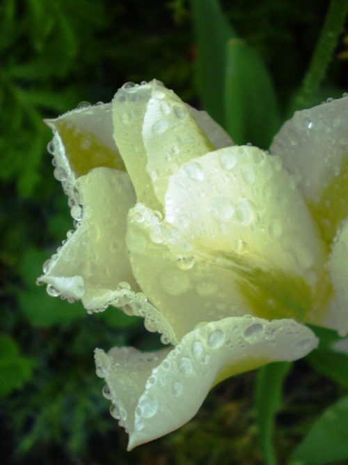 tulip25