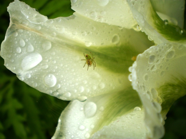 ..spider:)