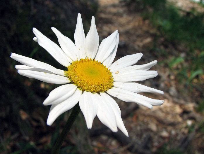 Margaretka