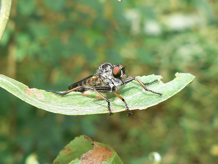Číhalka srpicová (Rhagio scolopaceus)