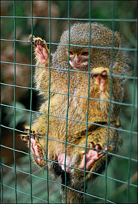 Kosmánek pochcánek