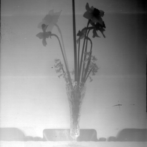 narcisky