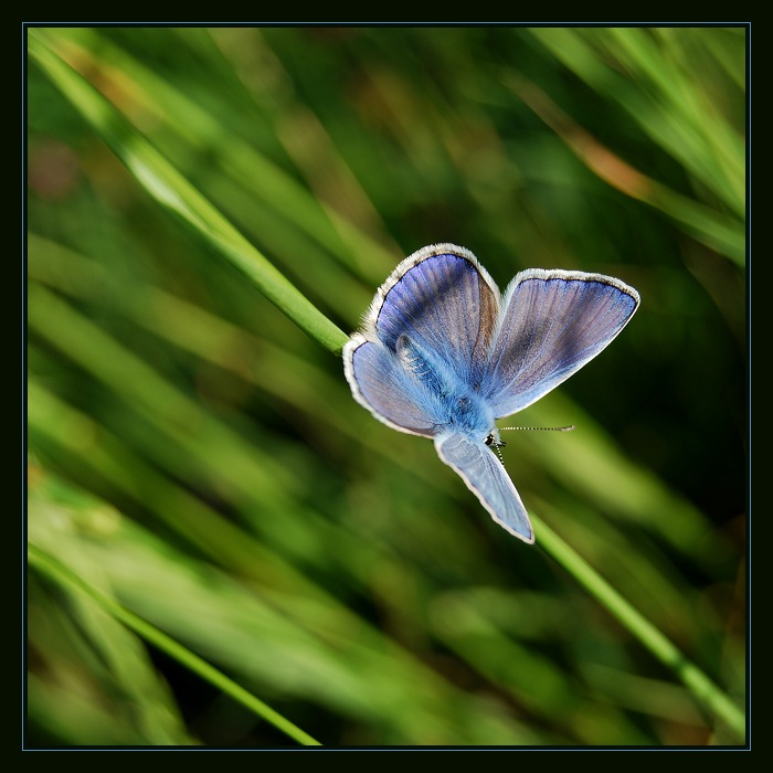 Modry motyl