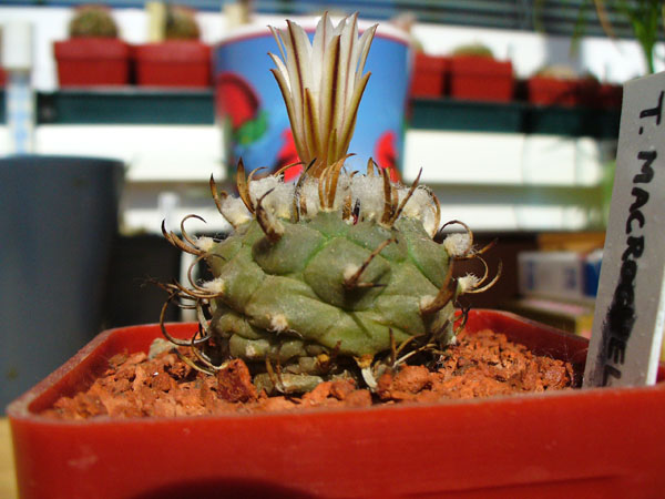 Turbinicarpus Macrochele
