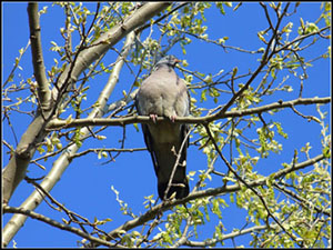 Holub hrivnák (Columba palumbus)