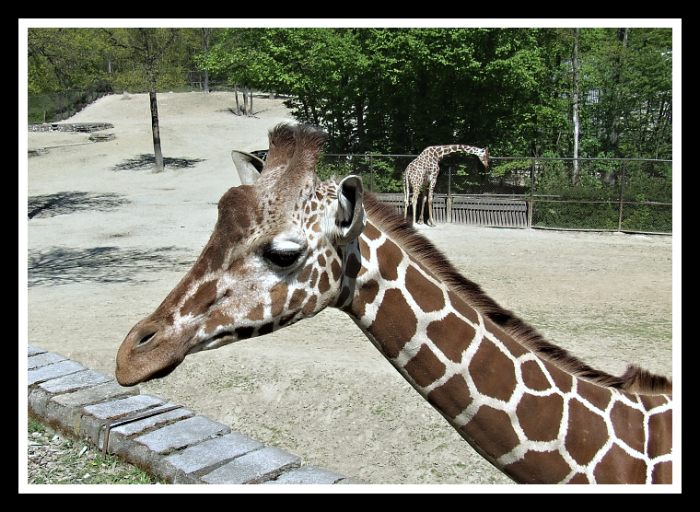 Brněnské safari