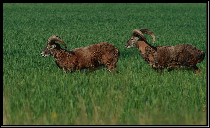 Muflon