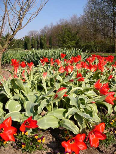 Tulipány