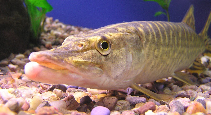 Štika
