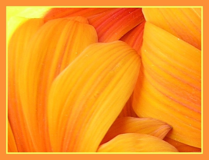 Oranžově