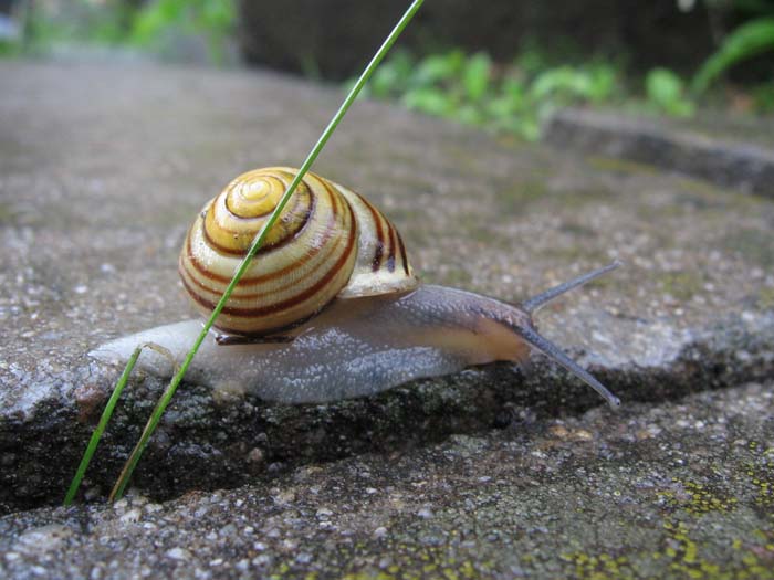 Šneček