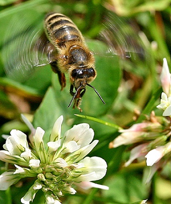 Včela
