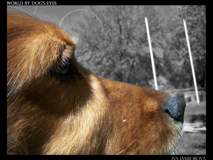 World By Dogs' Eyes I