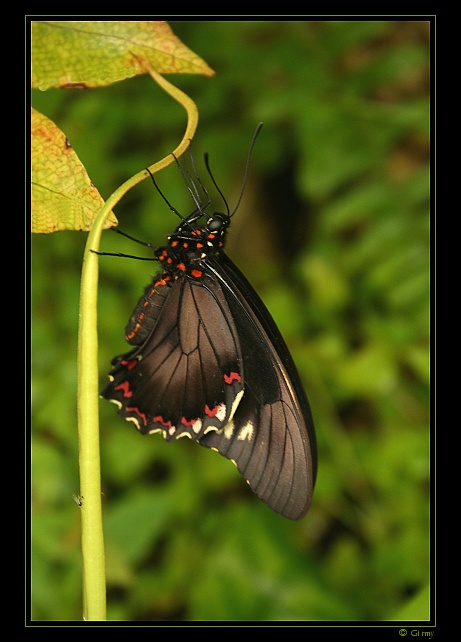 .:Butterfly:.