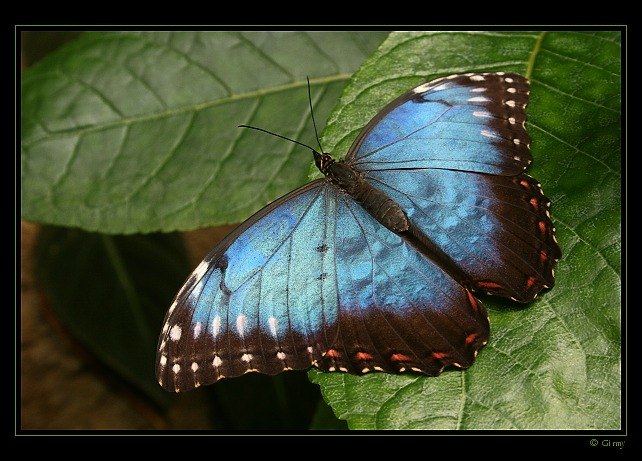 Morpho peleides