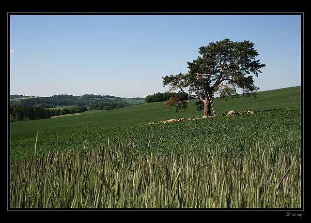 .:Tree in patch:.